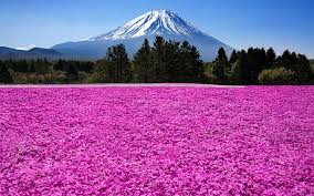 Hd Wallpaper Japan Fuji Volcano Mountain Trees Flowers Pink Flower Field And Mount Fuji Wallpaper Flare