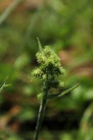 Image result for Fuirena ciliaris