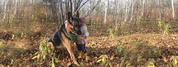 German shepherd puppy litters for sale. Summerview German Shepherds Canadian German Shepherd Breeders