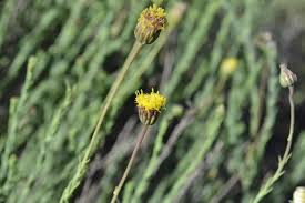 Image result for Nolletia ciliaris