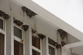 yuva yapan kirlangiclar icin bina yikimini ertelediler