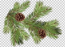 Pine Fir Conifer Cone Spruce Branch Png Christmas Ornament Cone Conifer Conifer Cone Conifers Conifer Cone Botanical Illustration Botanical Art