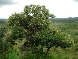 Image result for Croton macrostachyus