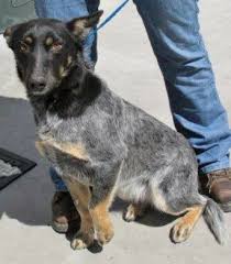 Black Australian Cattle Dog Puppy Australian Cattle Dog With Solid Black Head Cattle Dog Australian Cattle Dog Dogs