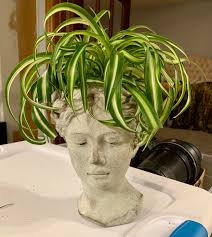 We did not find results for: Yaaaasss Queen New Planter This Curly Spider Plant Is Perfection Houseplants