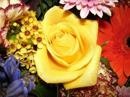 Apart from friendship, yellow flowers also signify filial affection and sympathy. Ebgkvufkerzdmm