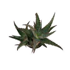Image result for Aloe haroniensis