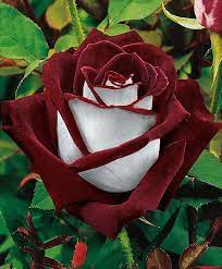 Wallpaper Foto Closeup Mawar Merah Hd Unduh Gratis Wallpaperbetter