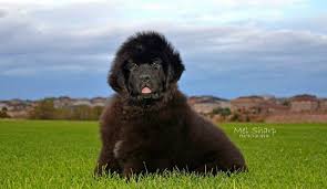 Newfoundlands for sale in colorado springs. Even Keel Newfoundlands Home Facebook