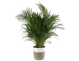 Beautiful palm indoor plants add lush greenery and a tropical feeling. Are Butterfly Palms Safe For Cats Or Toxic Pet Care Advisors