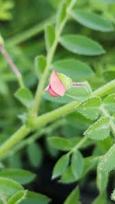 Image result for Cicer arietinum