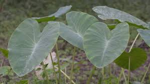 Tropical smaller companion plants epiphytic plants of interest. Asian Tropical Caladium Colocasia Esculenta Stock Footage Video 100 Royalty Free 8494618 Shutterstock