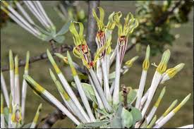 Image result for Agelanthus natalitius