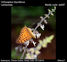 Image result for Orthosiphon thymiflorus