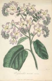 Image result for Wigandia urens