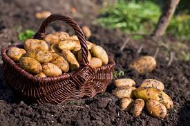 Our favorite yellow fleshed potato! 7 Ways To Grow Potatoes At Home How To Grow Potatoes In A Box Bag Or Bed