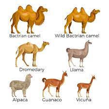Hunters have three new pet families in today's shadowlands build: Vicuna Facts And Beyond Biology Dictionary