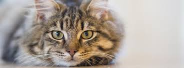 However, cats mature at a different rate to humans, and. 4 Types Of Cat Cancer And Their Common Symptoms Rau Animal Hospital