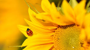 Aphids are their favorite food. Ladybug On Sunflower Sunflowers In The Garden Ladybug Flowers Photography