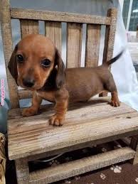 Initially developed in germany to hunt the fearsome badger, dachshund puppies are as courageous as they are adorable. Pictures Of Hot Dog Puppies Blog Lif Co Id