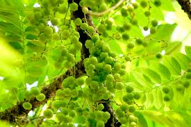 Does henna really make your hair long & strong? Video Is There A Connection Between Amla And Hair Growth
