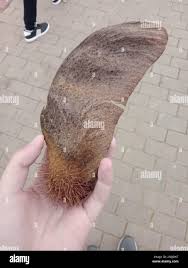 Image result for Centrolobium