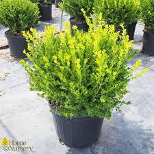 Image result for Buxus acutata
