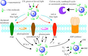 We did not find results for: Functional Nanomaterials To Augment Photosynthesis Evidence And Considerations For Their Responsible Use In Agricultural Applications Interface Focus