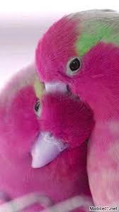 Pink And Green Love Birds Beautiful Birds Pet Birds Animals Beautiful