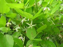 Image result for Carissa spinarum