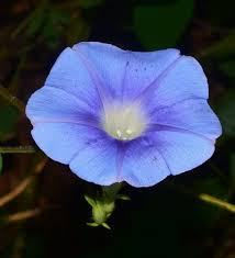 Image result for Ipomoea kituiensis
