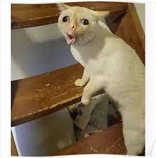How Little Kids Cough Cat Poster Prettycats Funny Cat Faces Funny Kid Memes Funny Cat Memes