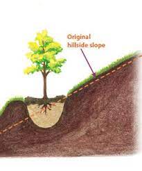 California lilac, toyon, oak trees, and sugar bush are good examples. 63 Cabin On Steep Slope Ideas House Design Hillside House House On A Hill