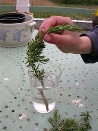 Realiser Une Bouture De Romarin Boutures Jardinage En Pots Jardin Aromatique