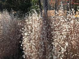 Image result for Tricalysia schliebenii