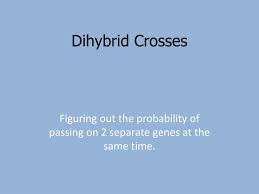 The free reports a dihybrid cross involves the crossing of just one trait master frameset a dihybrid cross is the cross that involves parents that differ in two traits from i2.wp.com a dihybrid cross involves two traits, such as color and size. Ppt Dihybrid Crosses Powerpoint Presentation Free Download Id 2225906