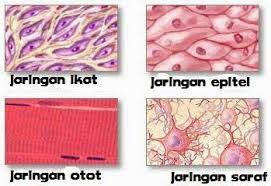 Pada beberapa hewan, sistem koordinasi sangat bermanfaat untuk mempertahankan hidup. Macam Macam Jaringan Pada Hewan Dan Fungsinya Awalilmu Com