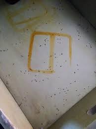 Maybe you would like to learn more about one of these? Cockroach Droppings In Kitchen Drawer Stains Of Some Sort Picture Of Calypso Cay Resort Kissimmee Tripadvisor