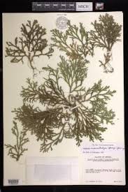 Image result for Selaginella lewalleana