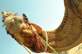 What if those big humps, feet and eyes were evolved for a different climate and a different time? Camel Hair Tattoo Art Of Pakistan Posts Facebook