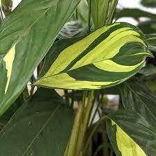 Image result for Ctenanthe marantifolia