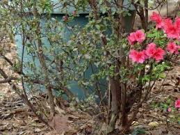 At 3 to 4 feet tall and 4 to 5 feet wide at maturity this stunning azalea is perfect for foundation plantings. Azalea Branch Dieback Why Are There Dying Branches On Azaleas