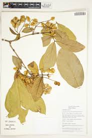 Image result for Hippocratea volkensii