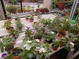 Bunga vinca tahunan menyerupai impatiens tetapi merupakan tumbuhan yang lebih sukar untuk kawasan cerah dan kering di taman. Ready Tanamn Remaja Petunia Vinca N Warung Tika Hidroponik Facebook