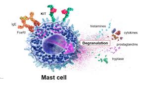 Image result for Mast Cell