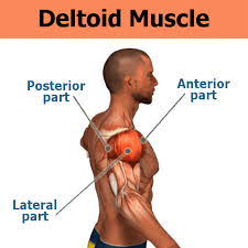 To build your muscles, you need to know your muscles. Muscles Used In Bench Press A Complete Guide Powerliftingtechnique Com
