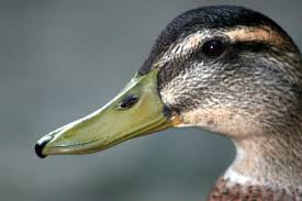Duck face Bilder, Stockfotos und Bilder zum Thema Duck face