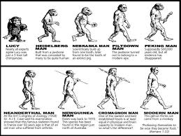 43 expert chart human evolution