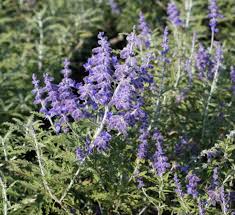 Image result for Perovskia atriplicifolia lacey blue photo