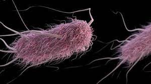 Newly Reported Gene Mcr 1 Threatens Last Resort Antibiotics Antibiotic Antimicrobial Resistance Cdc
